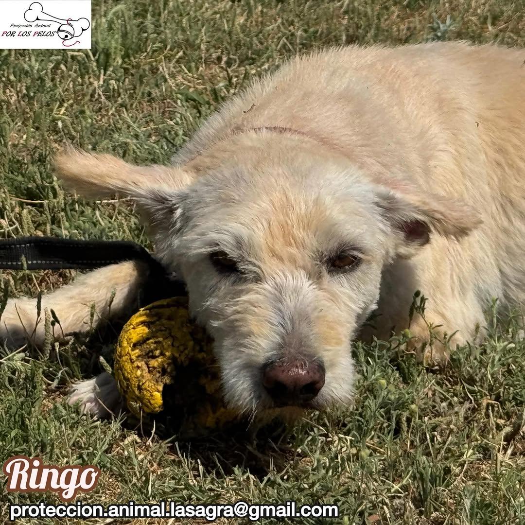 Ringo (1/10)