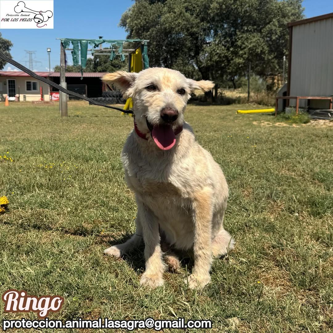 Ringo (4/10)