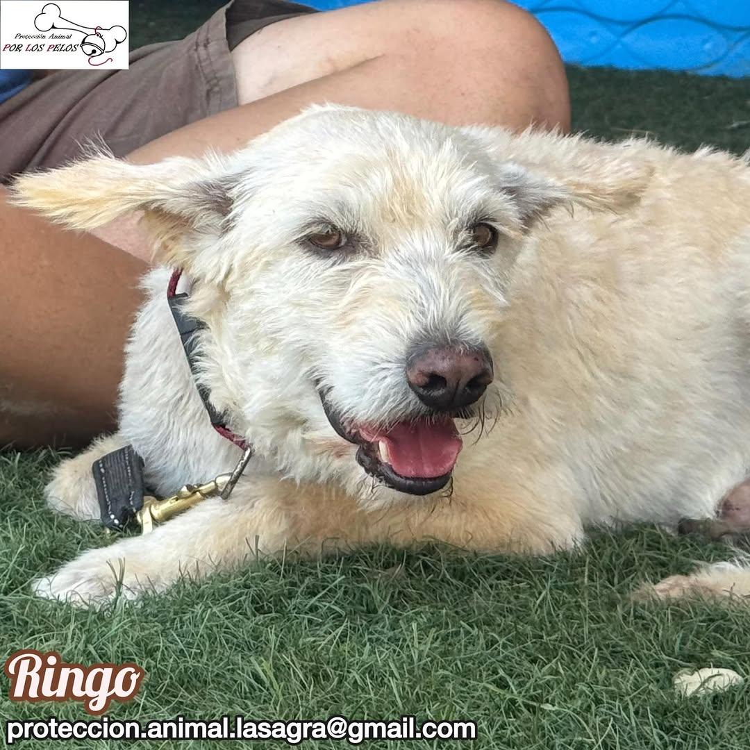 Ringo (5/10)