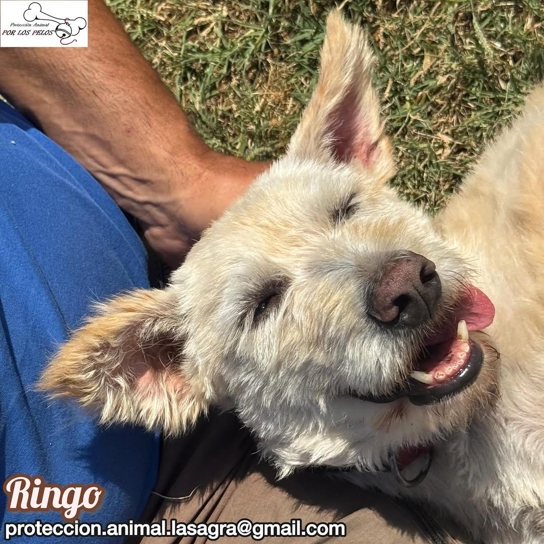 Ringo (8/10)