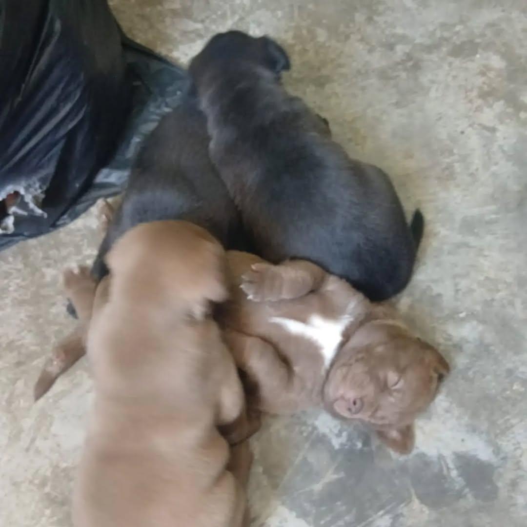 5 animalitos (1/2)