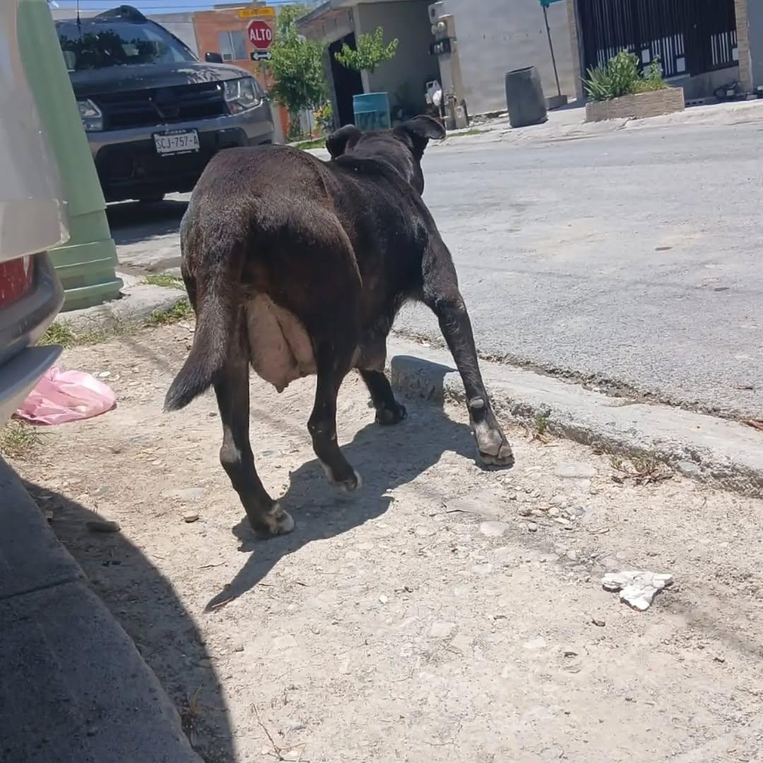 5 animalitos (2/2)