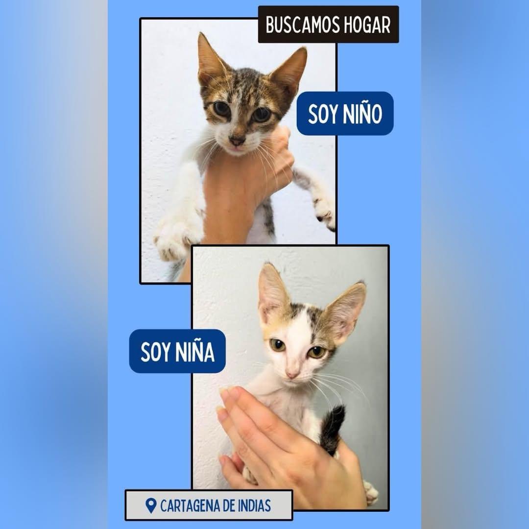 2 animalitos