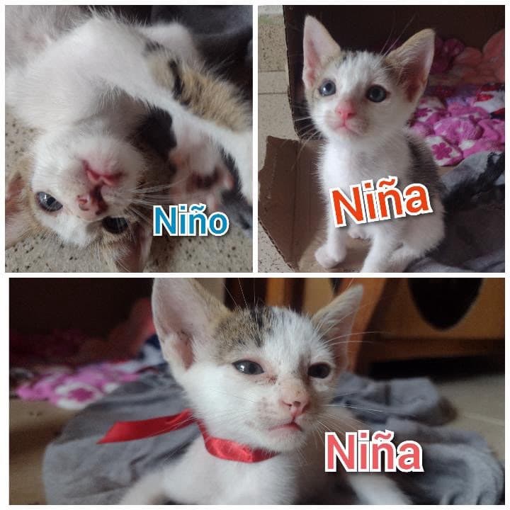 3 animalitos