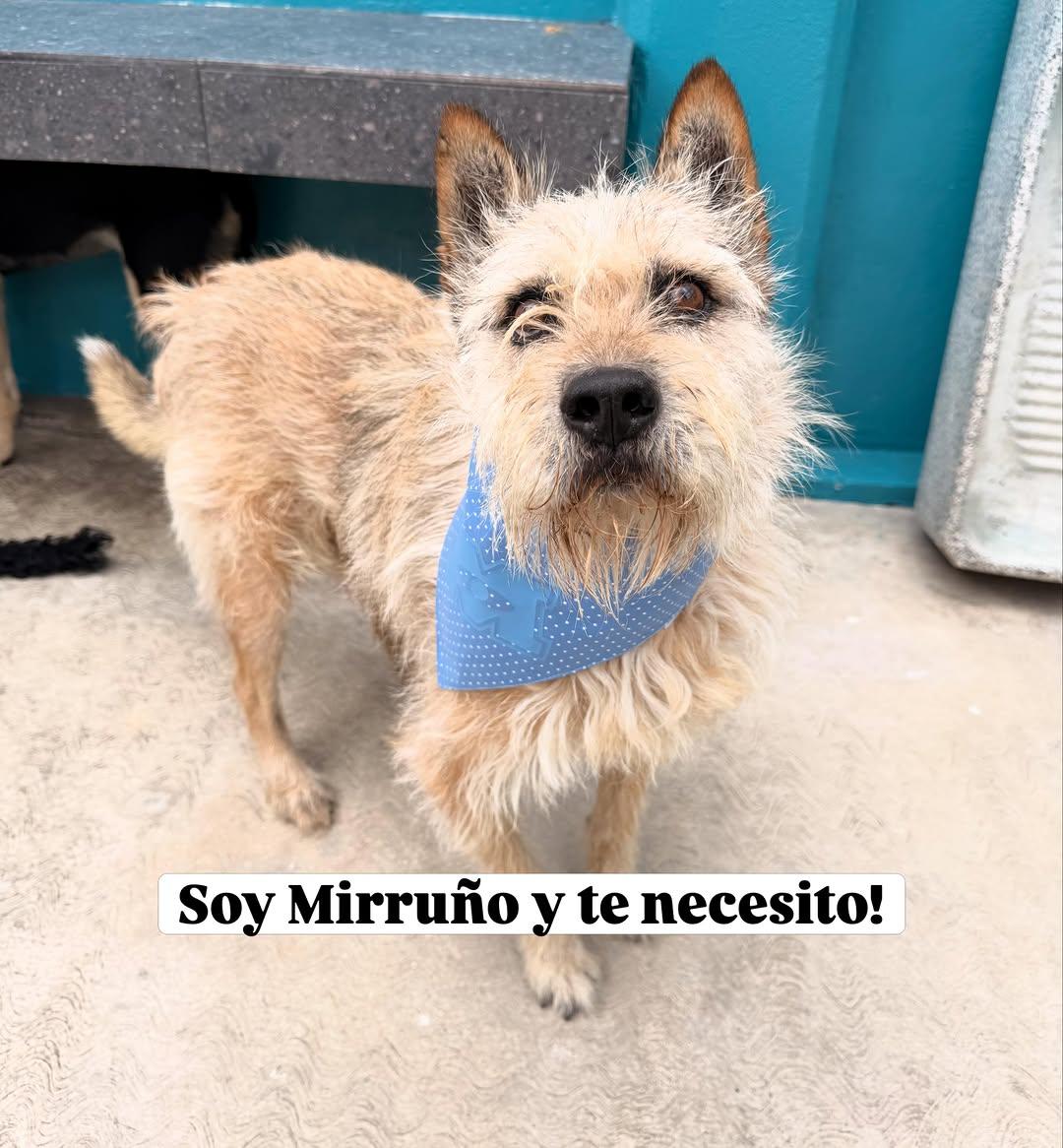 Mirruño (1/7)