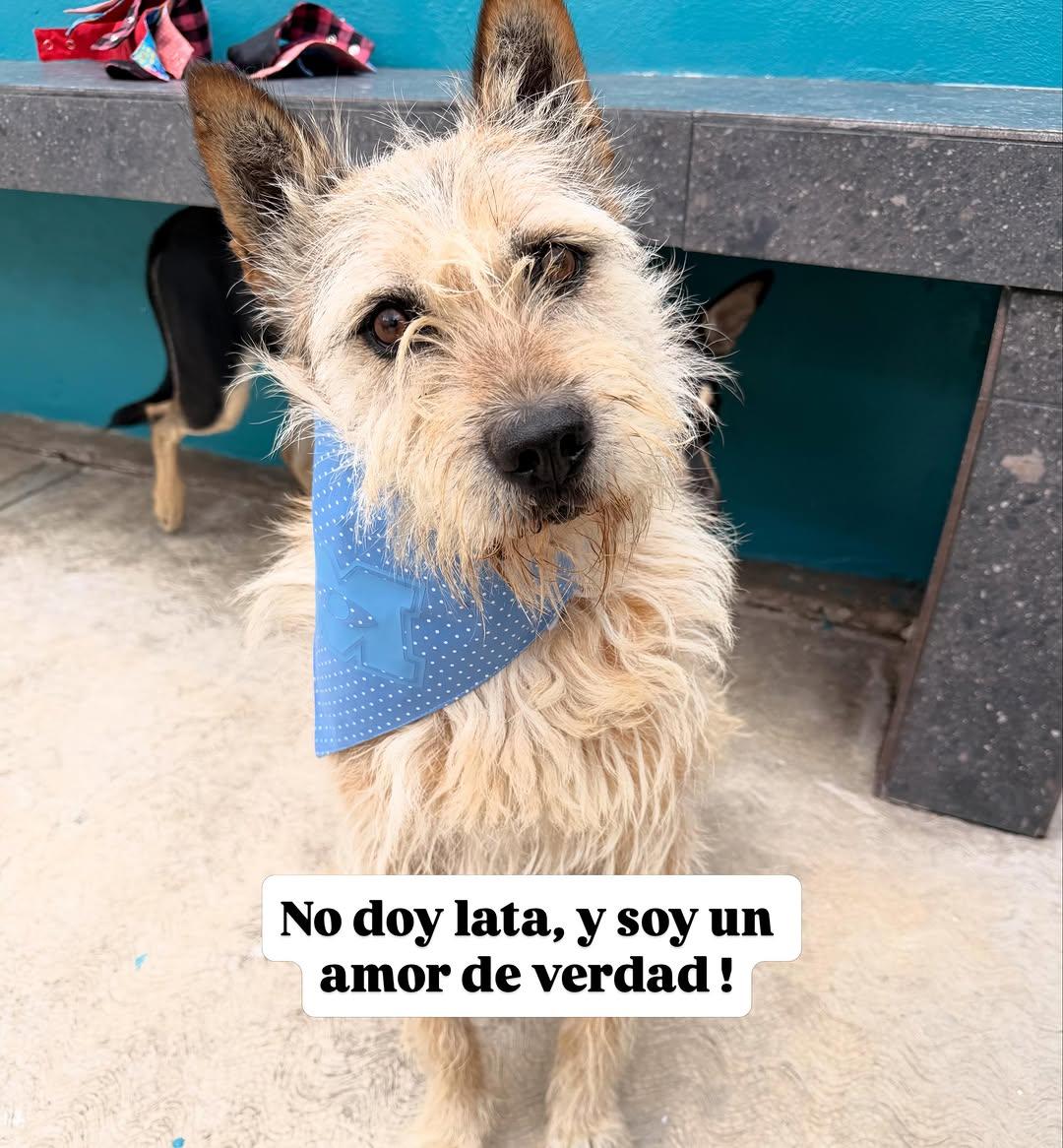 Mirruño (5/7)