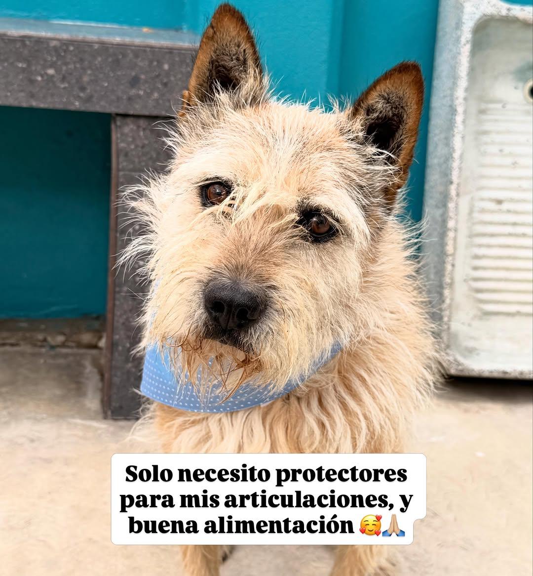 Mirruño (6/7)
