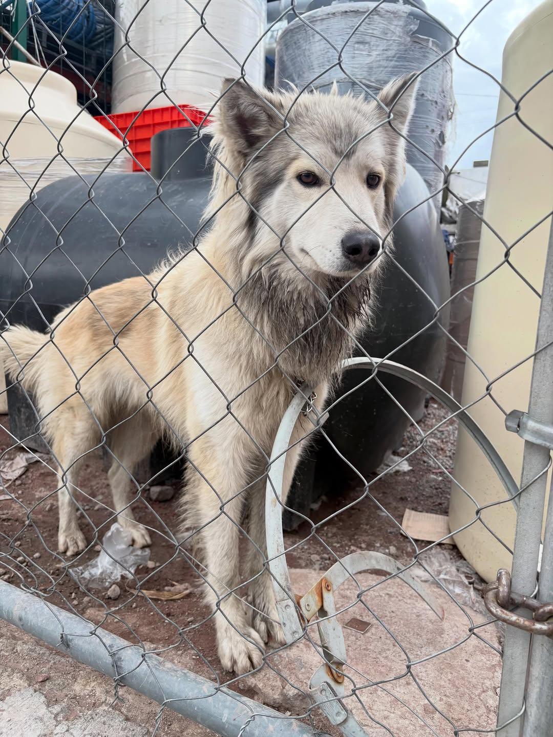 Lobito (1/6)