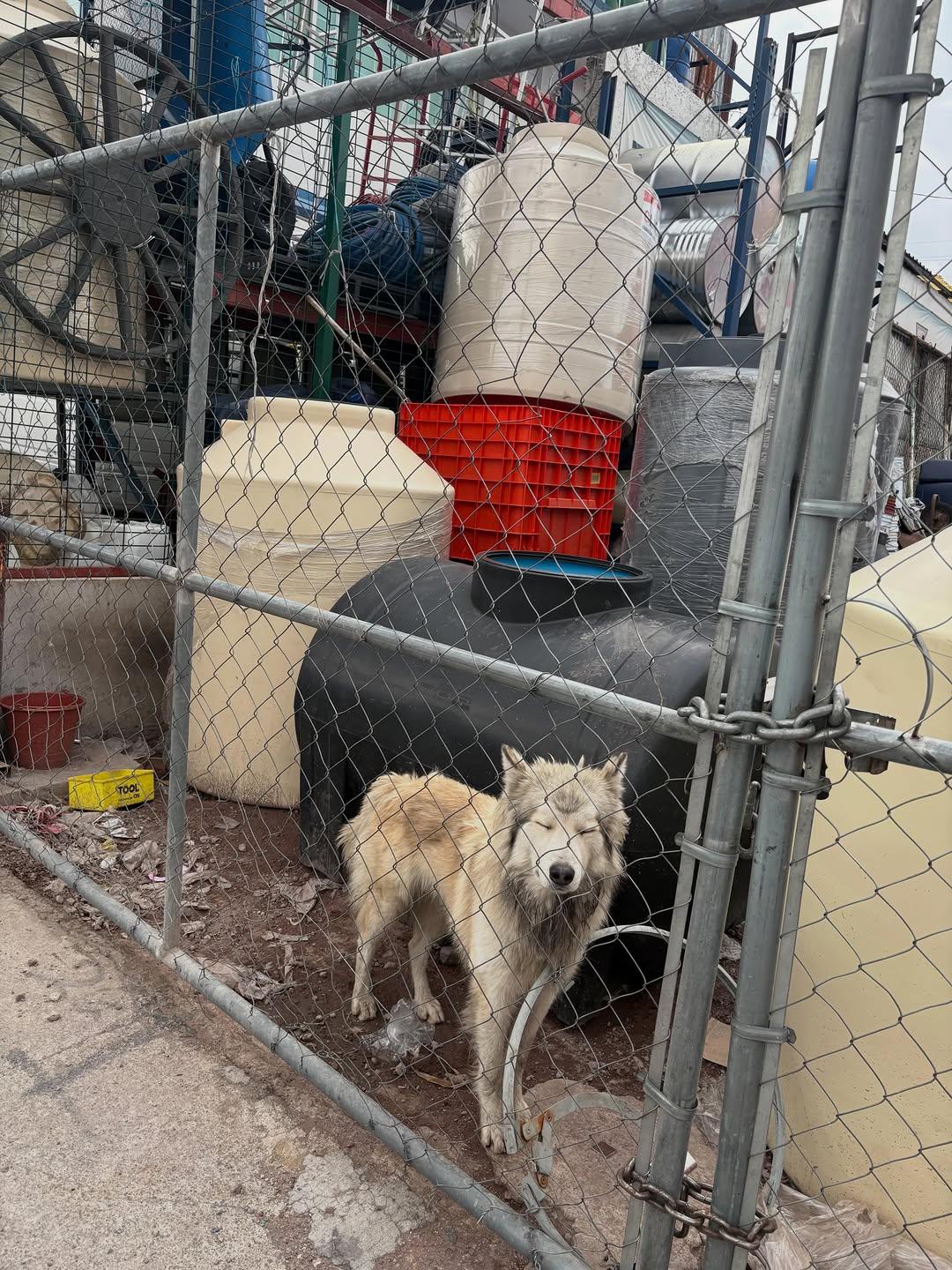 Lobito (2/6)