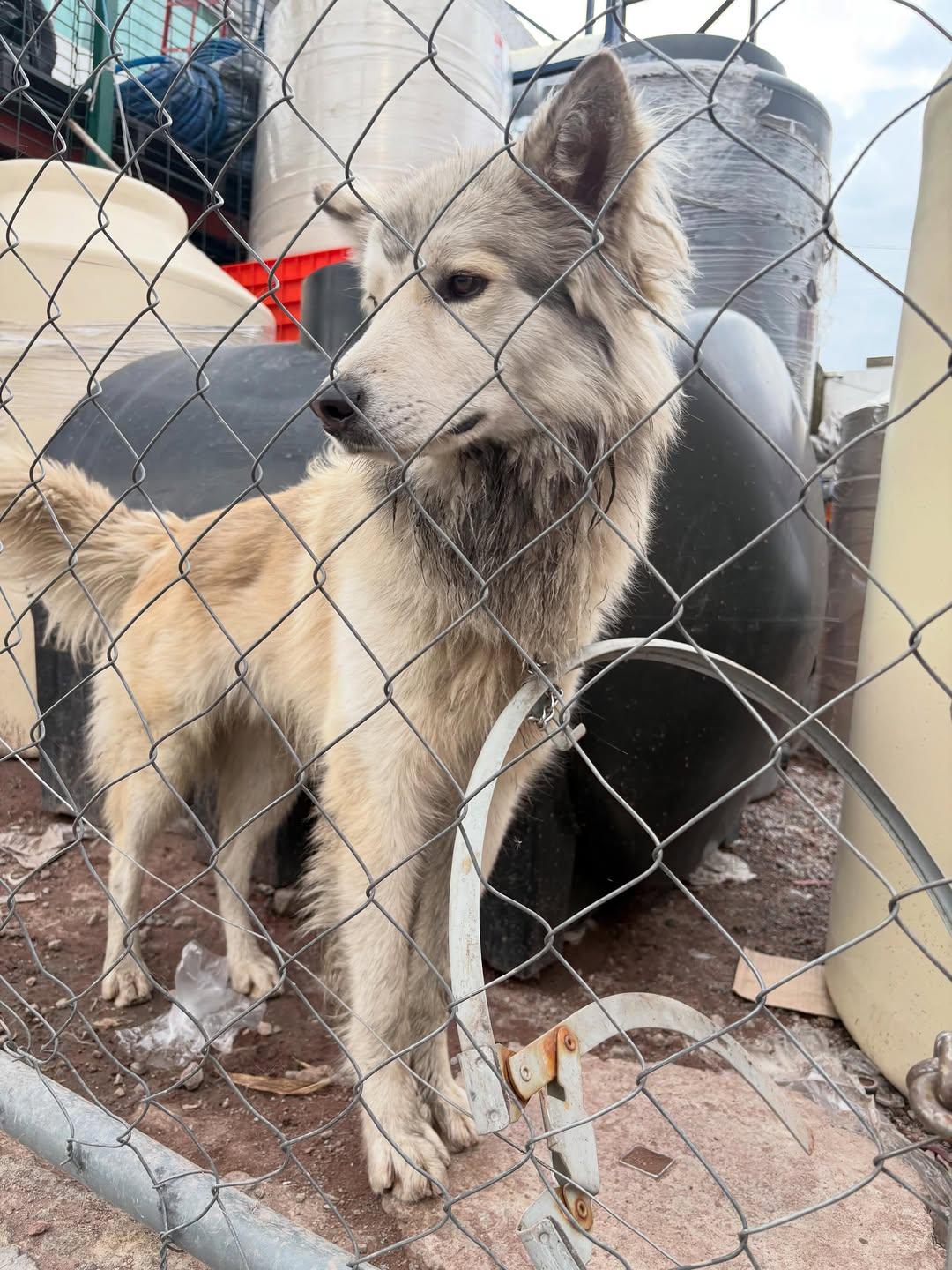 Lobito (3/6)