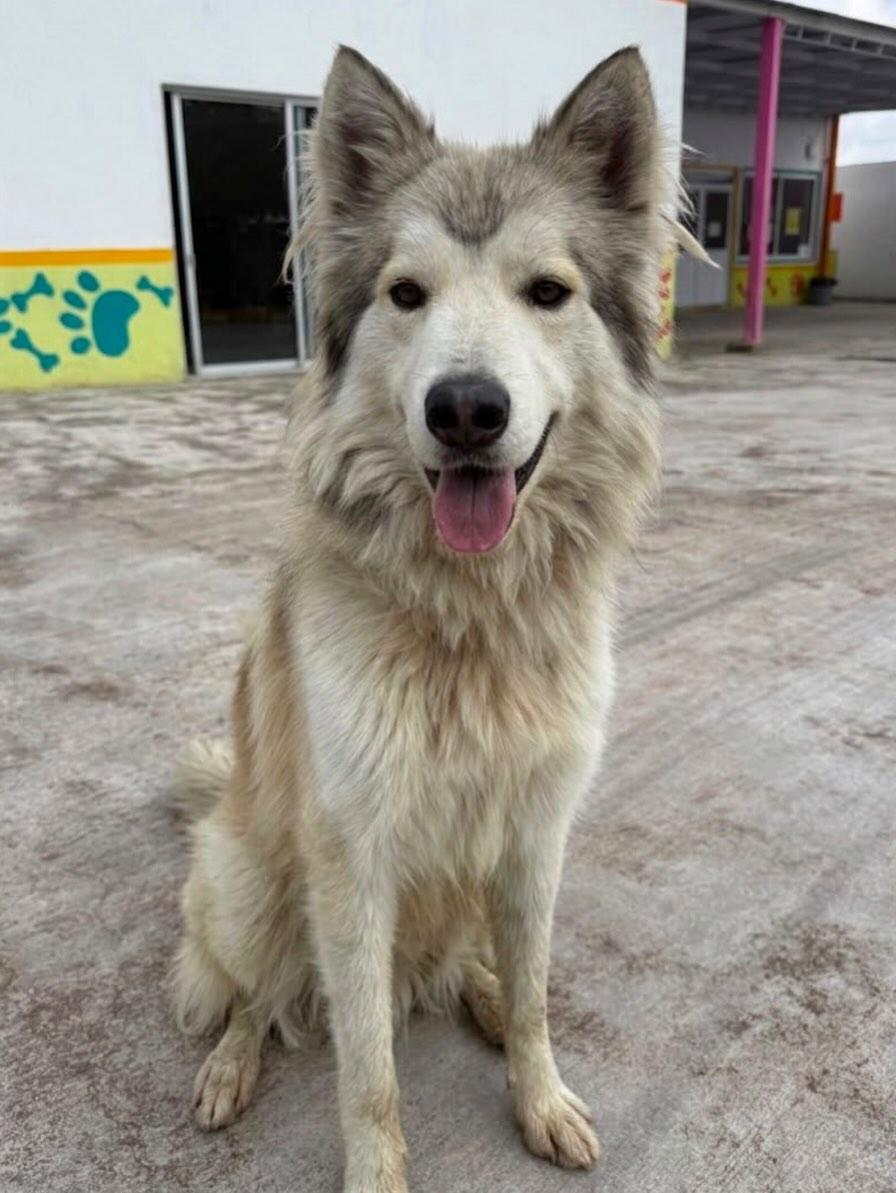 Lobito (4/6)
