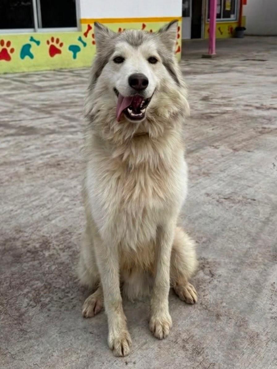 Lobito (6/6)