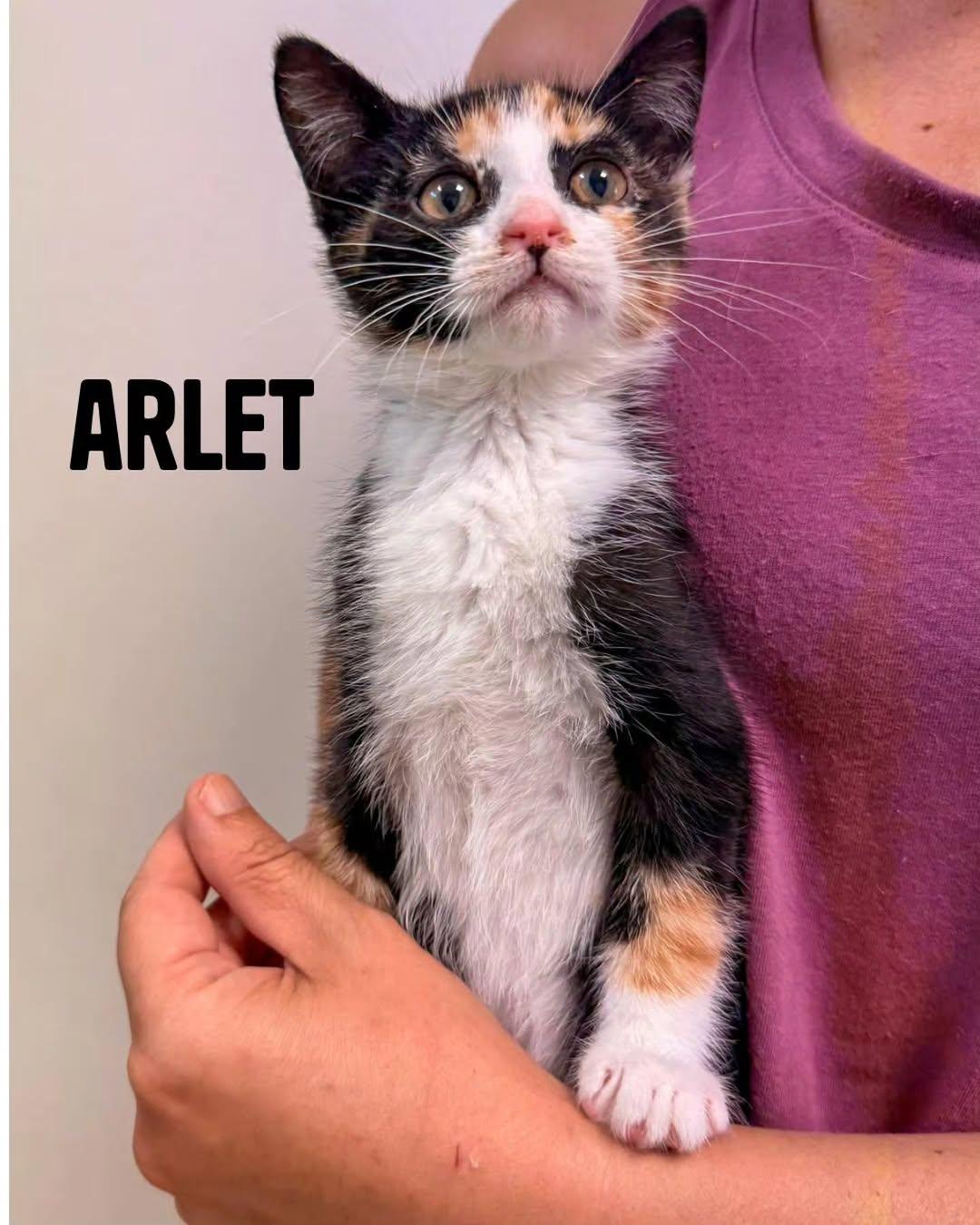 Arlet, Eira, Nía +1 (1/12)