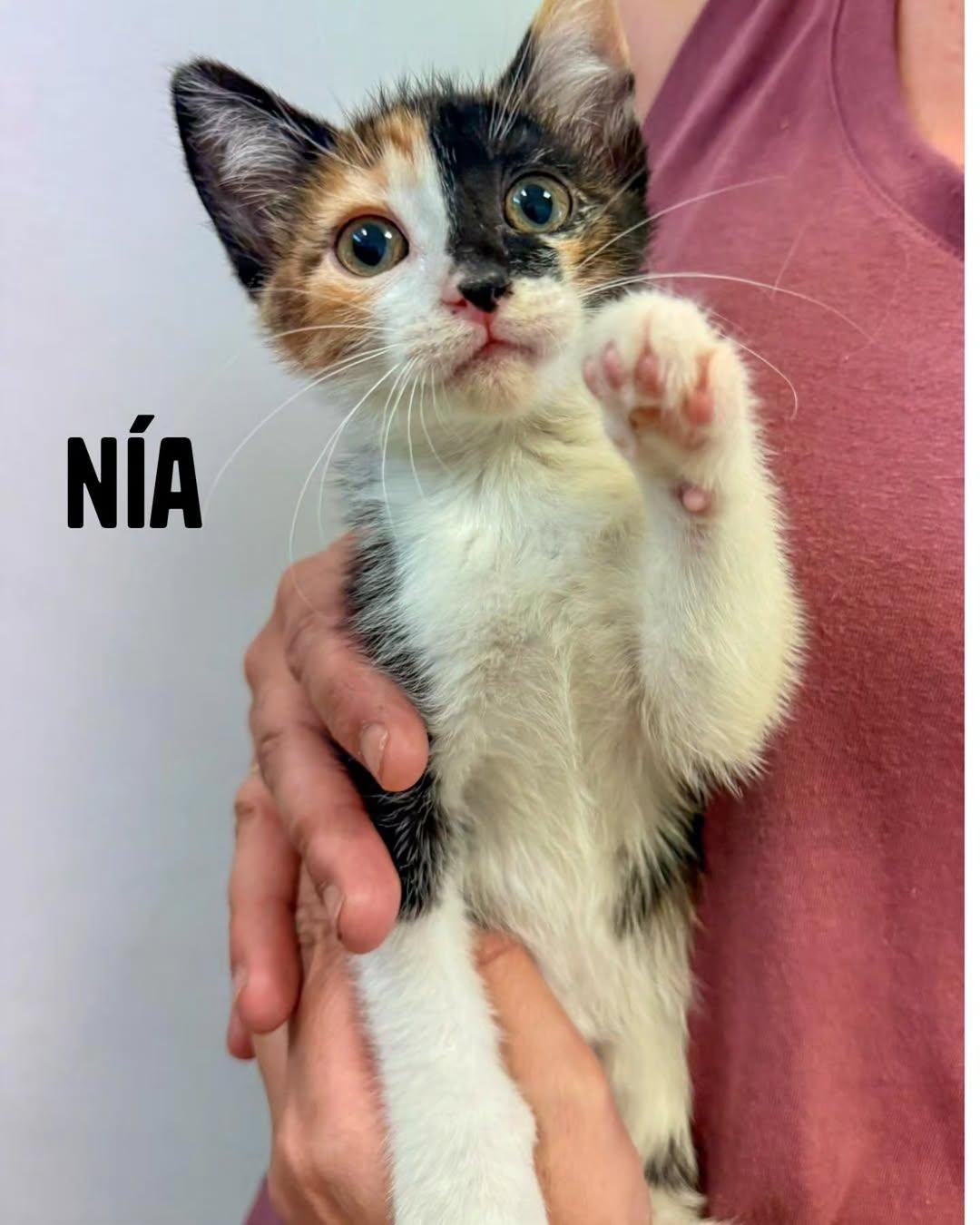 Arlet, Eira, Nía +1 (7/12)