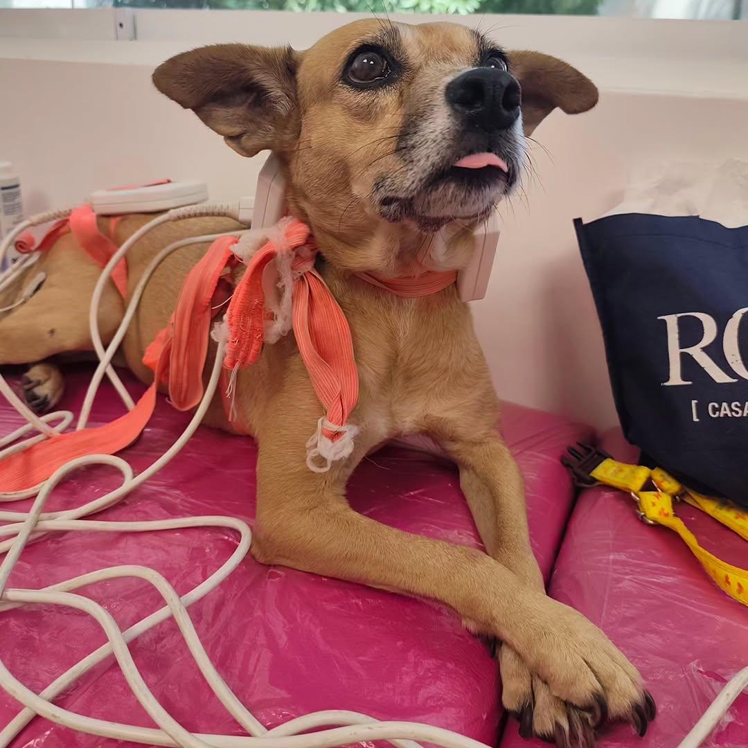 Risa Margarita Petronila Concepción (2/2)