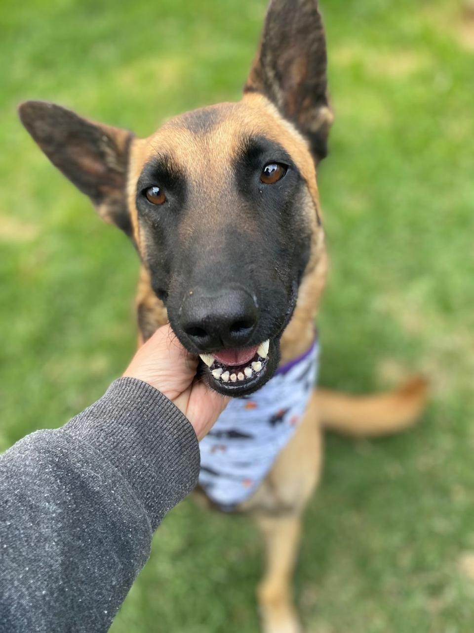 Sierra (6/8)