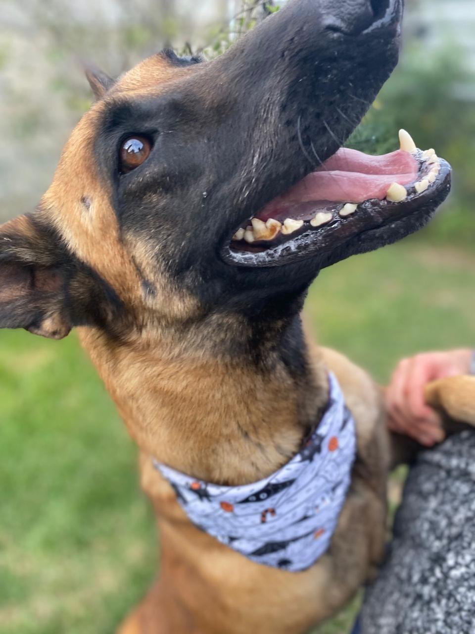 Sierra (7/8)