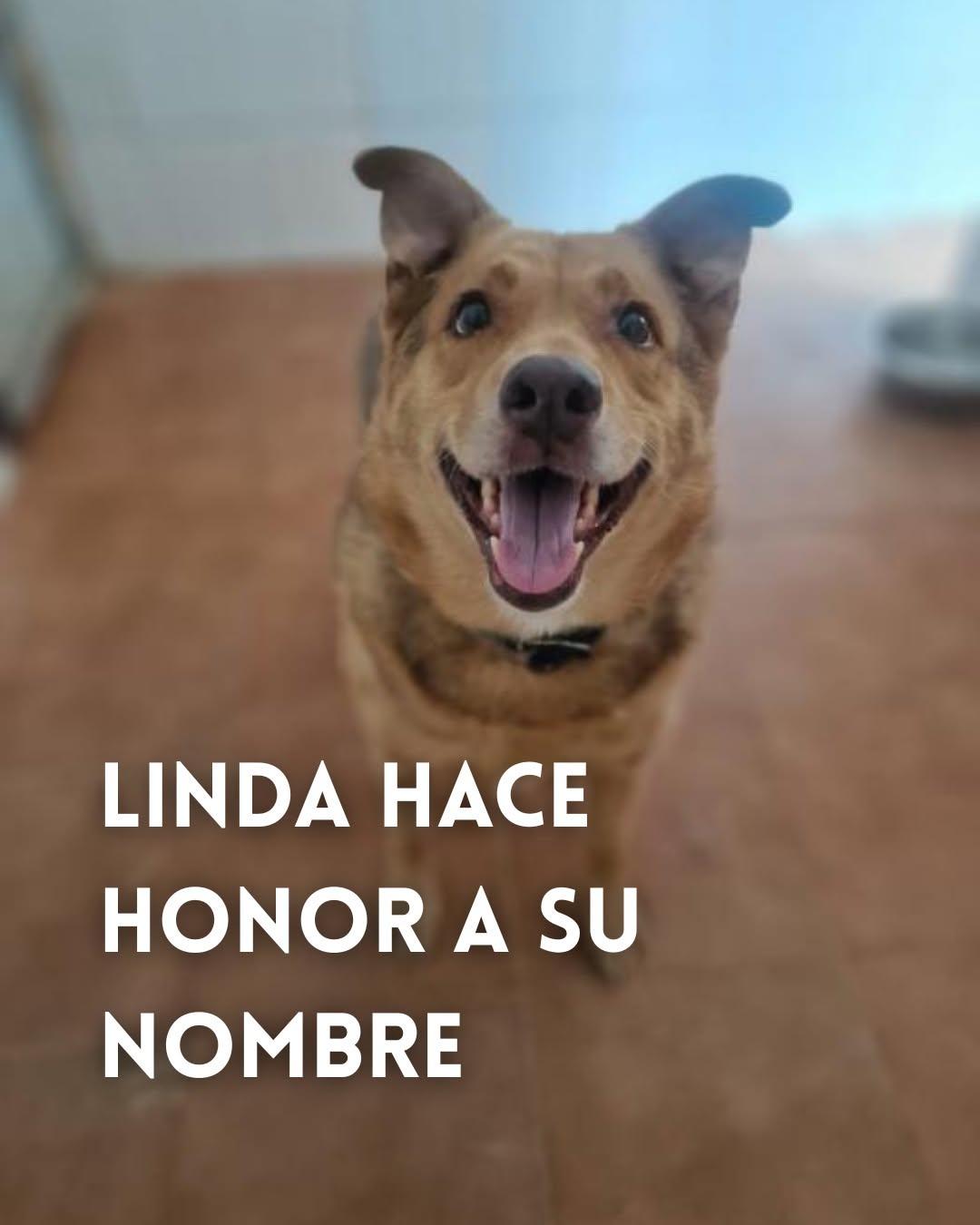 Linda, Lolita (1/5)