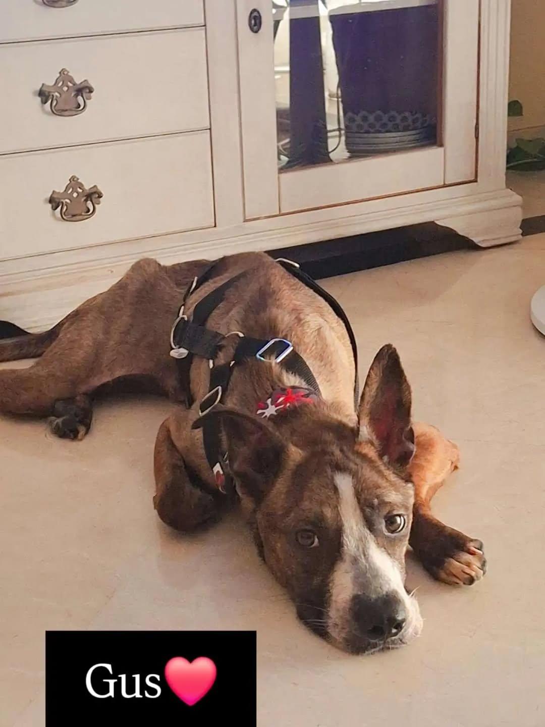 Gus (1/3)