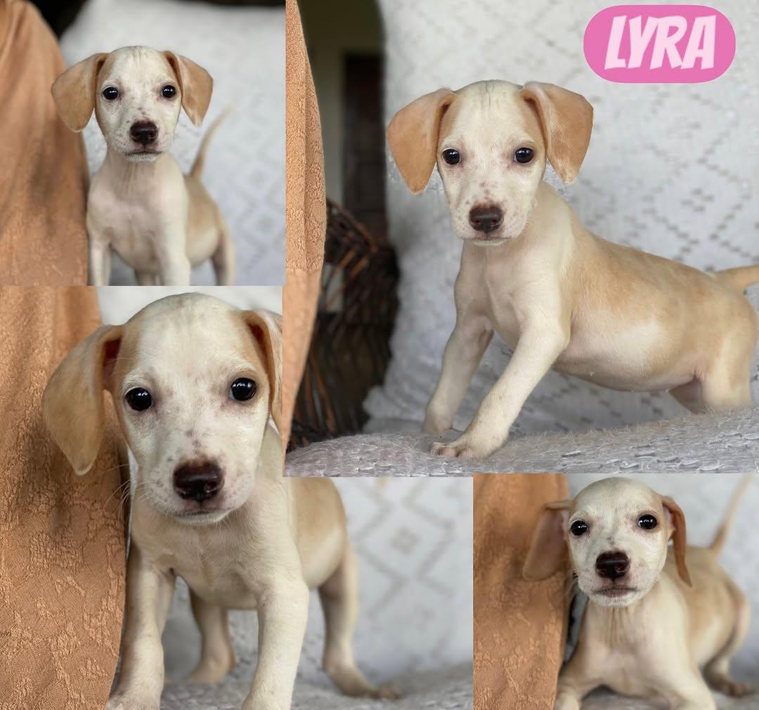 Lyra, Nova, Luna +4 (1/7)