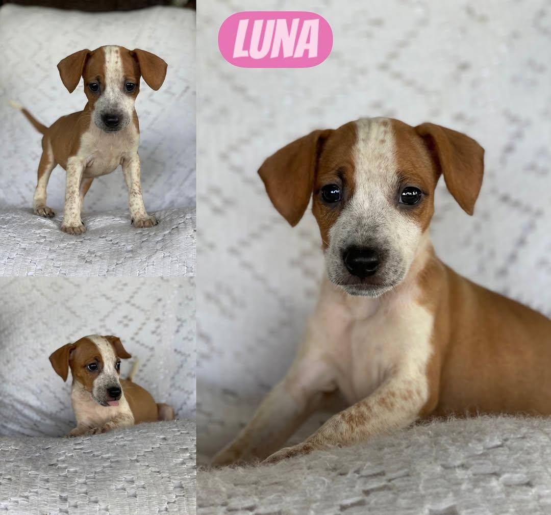 Lyra, Nova, Luna +4 (6/7)