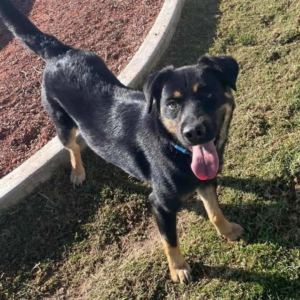 Shana, Brownie (3/10)