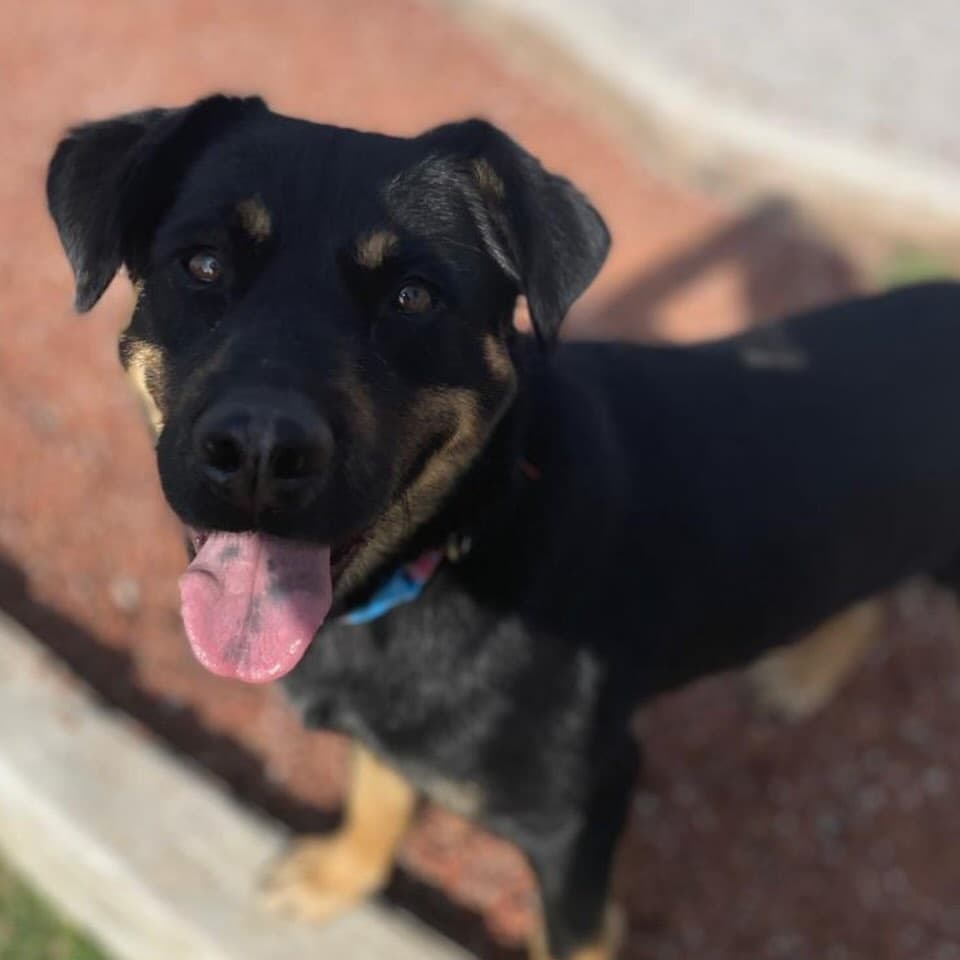 Shana, Brownie (4/10)