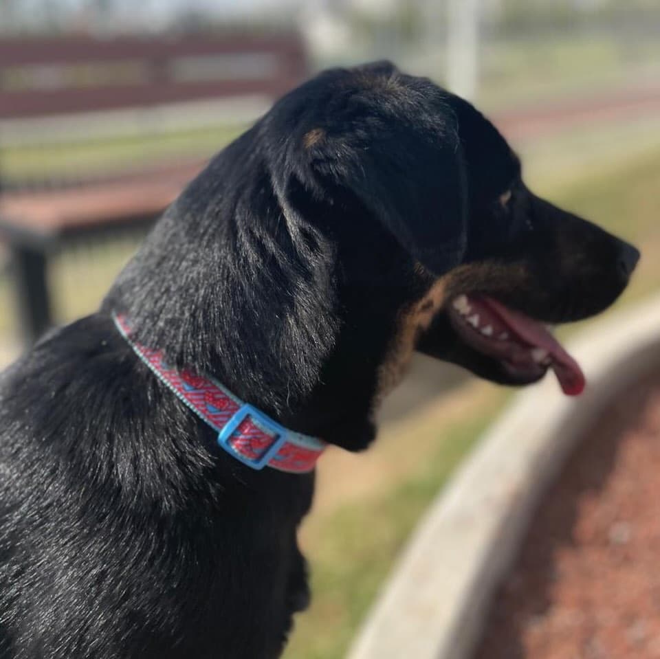 Shana, Brownie (6/10)