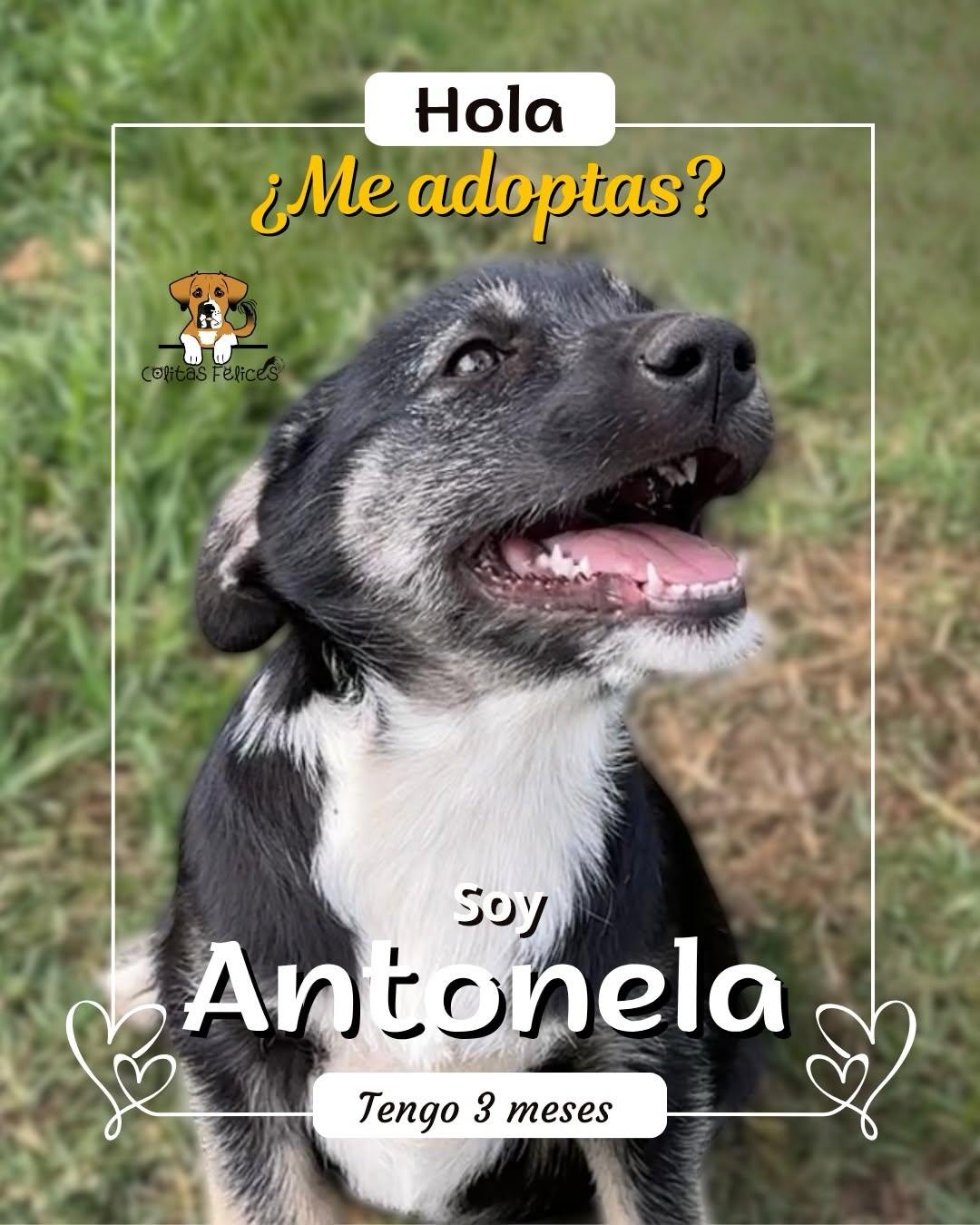 Antonela (1/5)