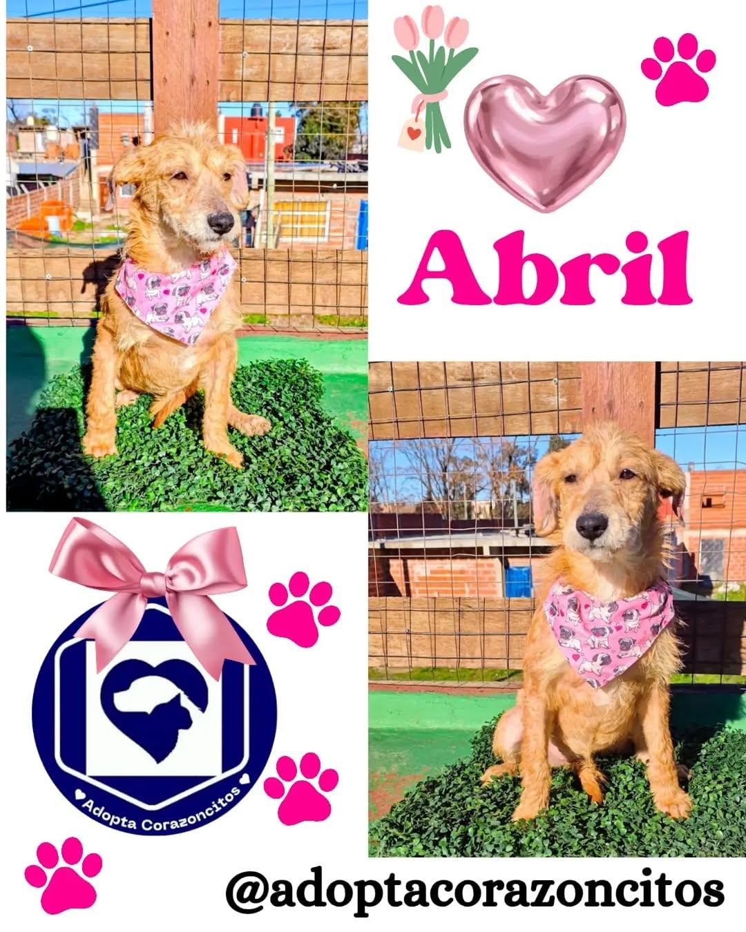 Abril (1/4)