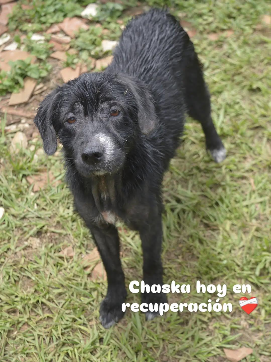 Chaska (2/2)