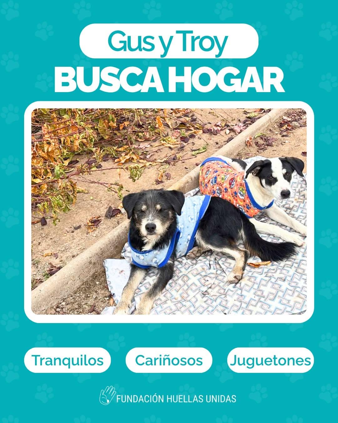 Gus, Troy (1/7)