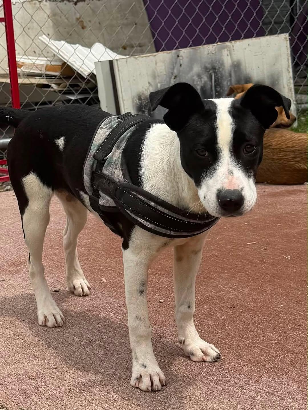 Oreo (1/3)