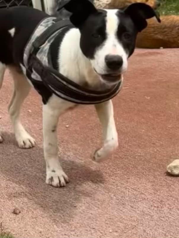 Oreo (3/3)
