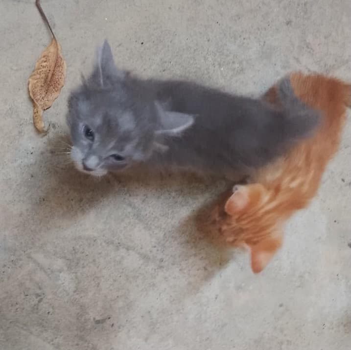 2 animalitos (1/3)