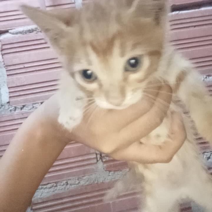 2 animalitos (2/3)
