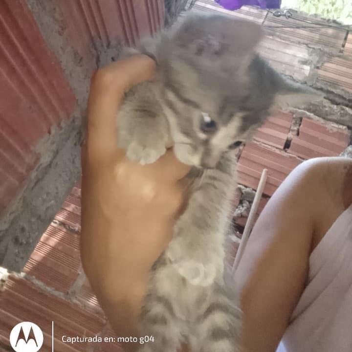 2 animalitos (3/3)