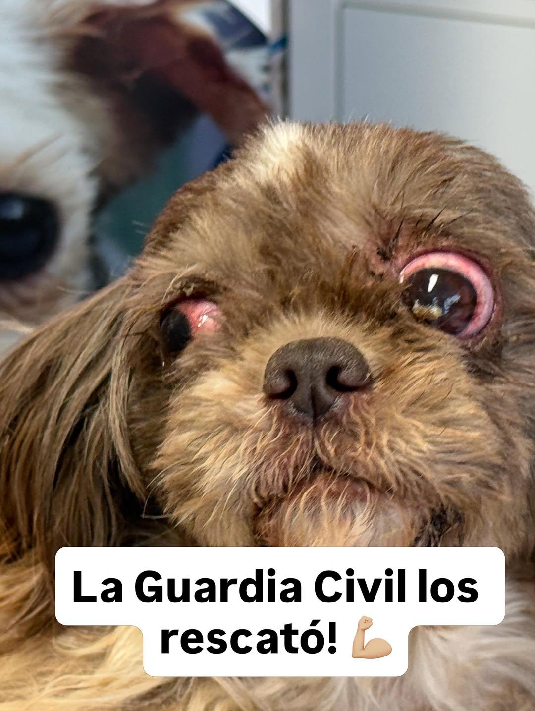 2 animalitos (2/13)