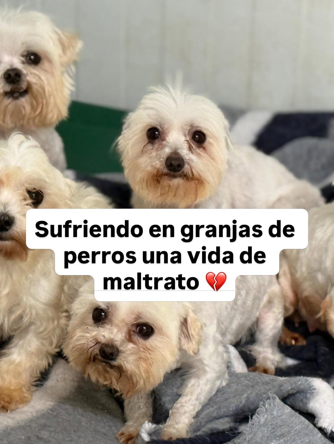 2 animalitos (11/13)