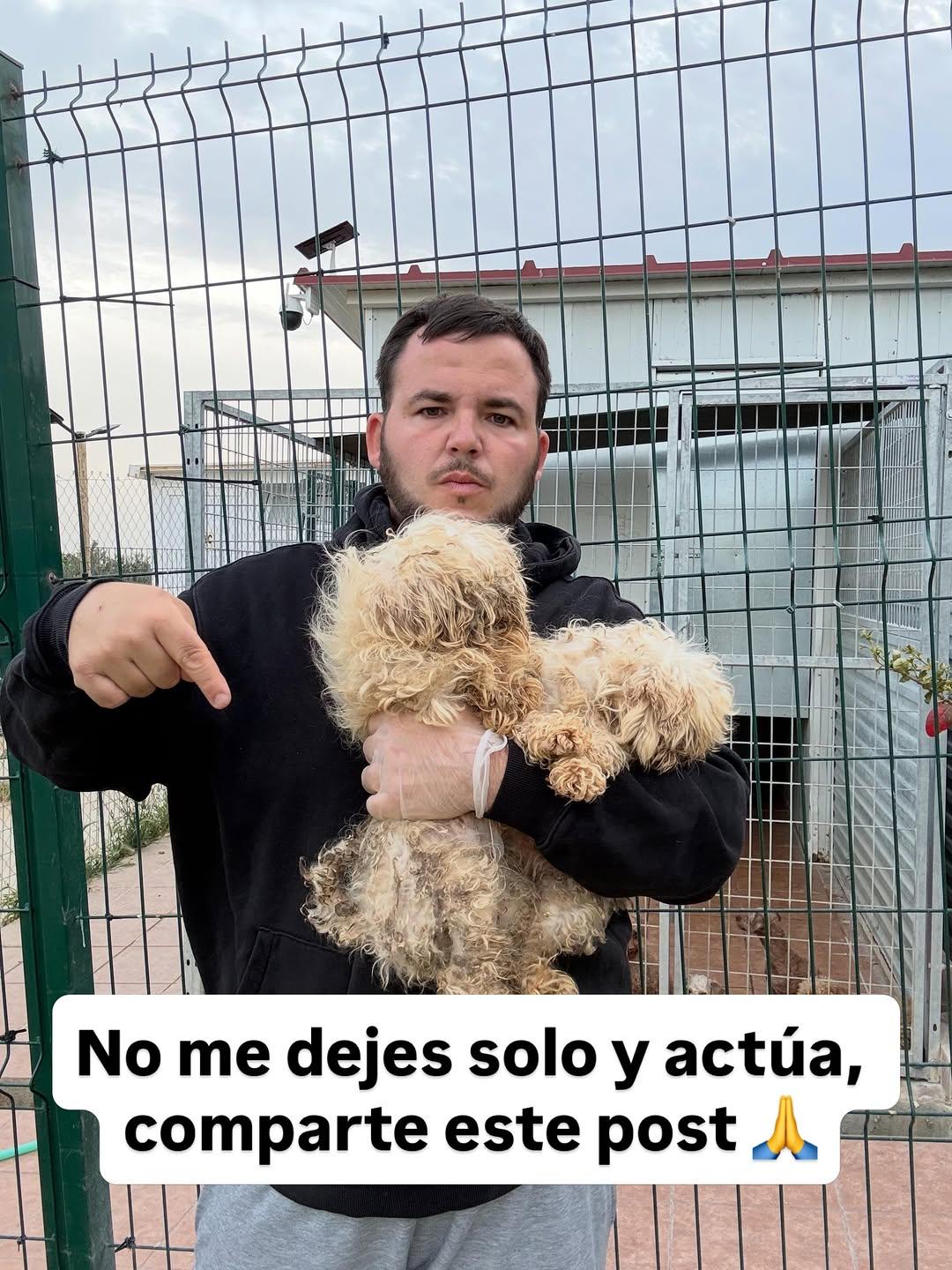2 animalitos (12/13)