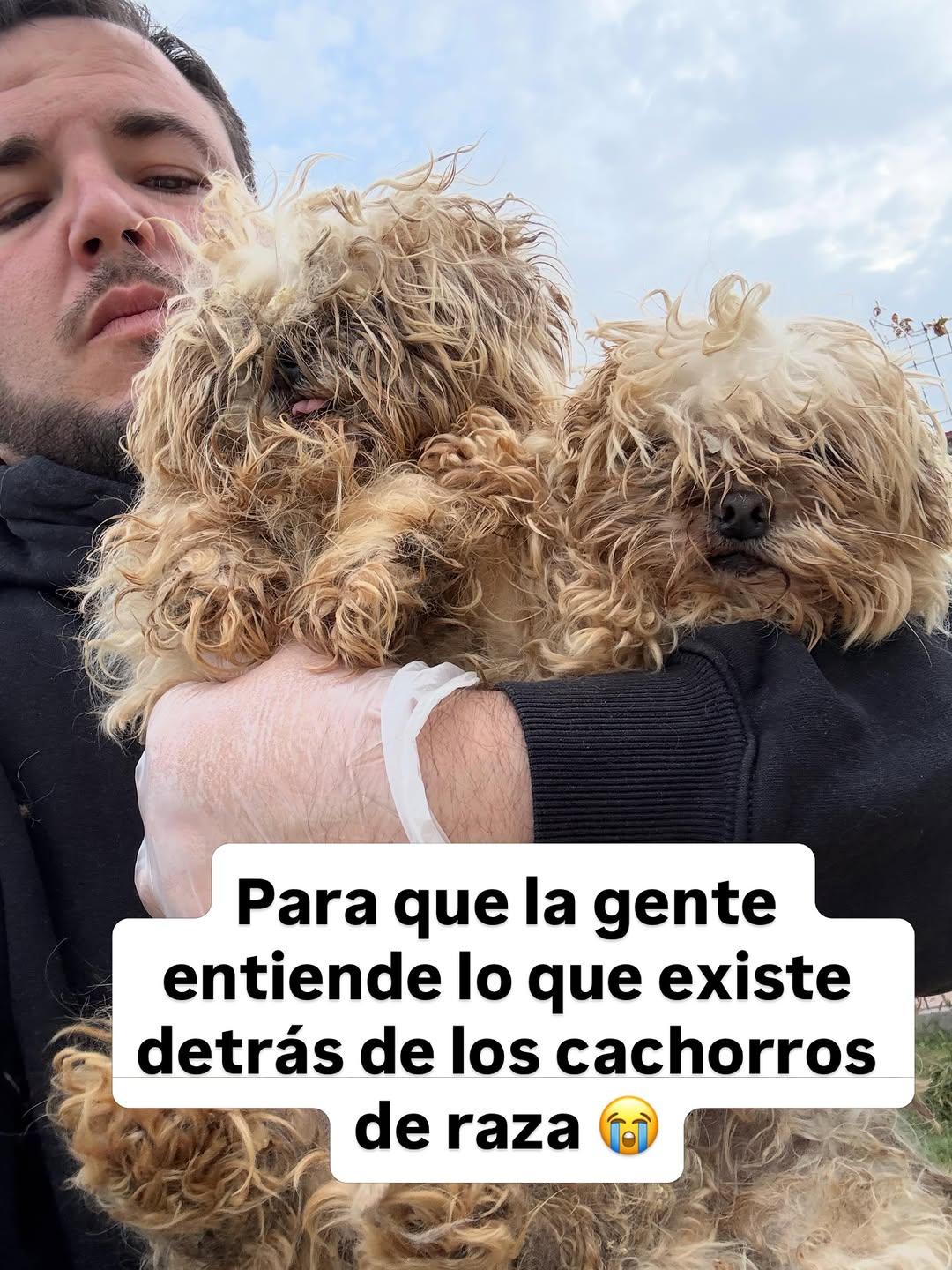 2 animalitos (13/13)
