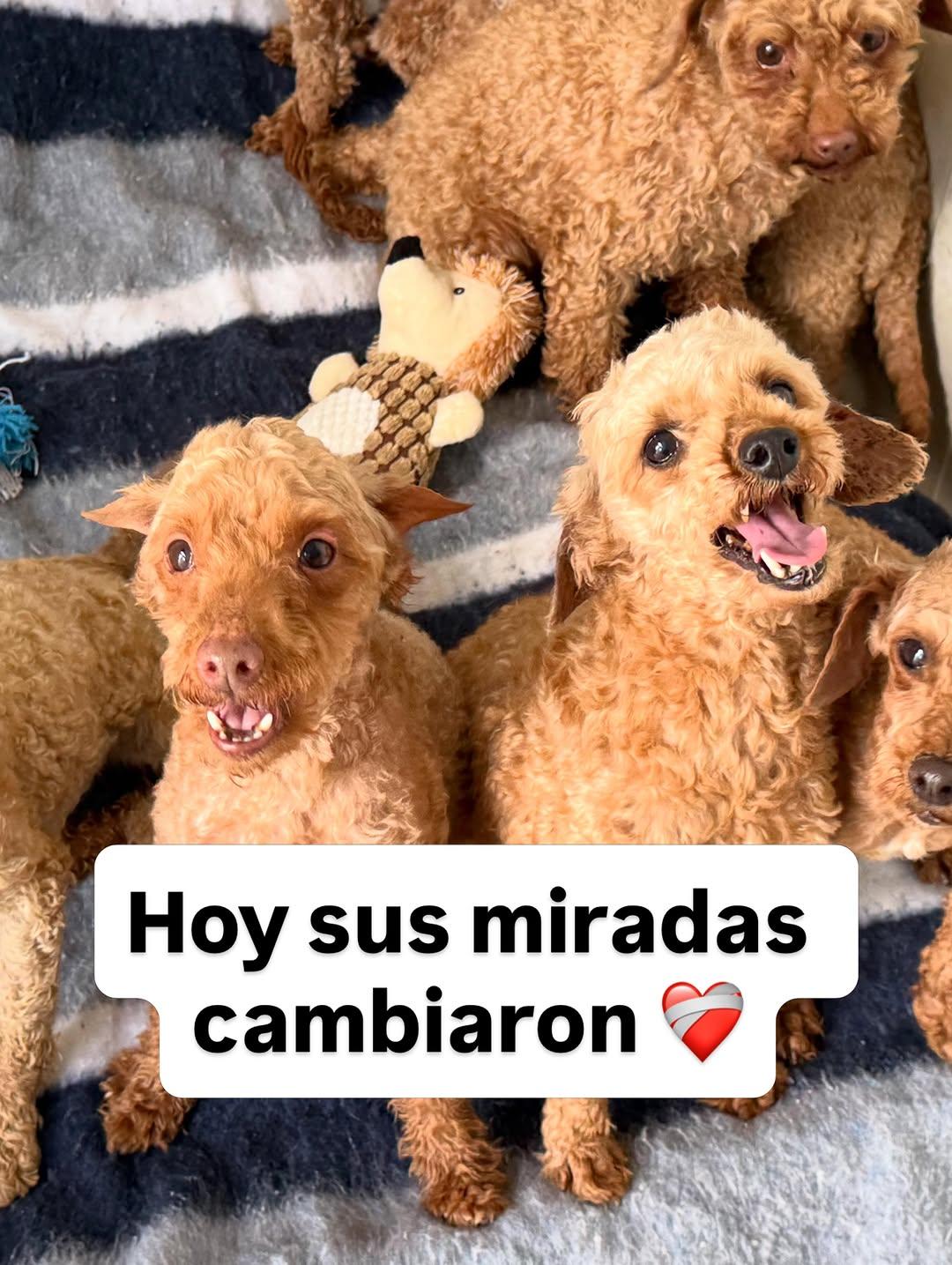 2 animalitos (5/13)