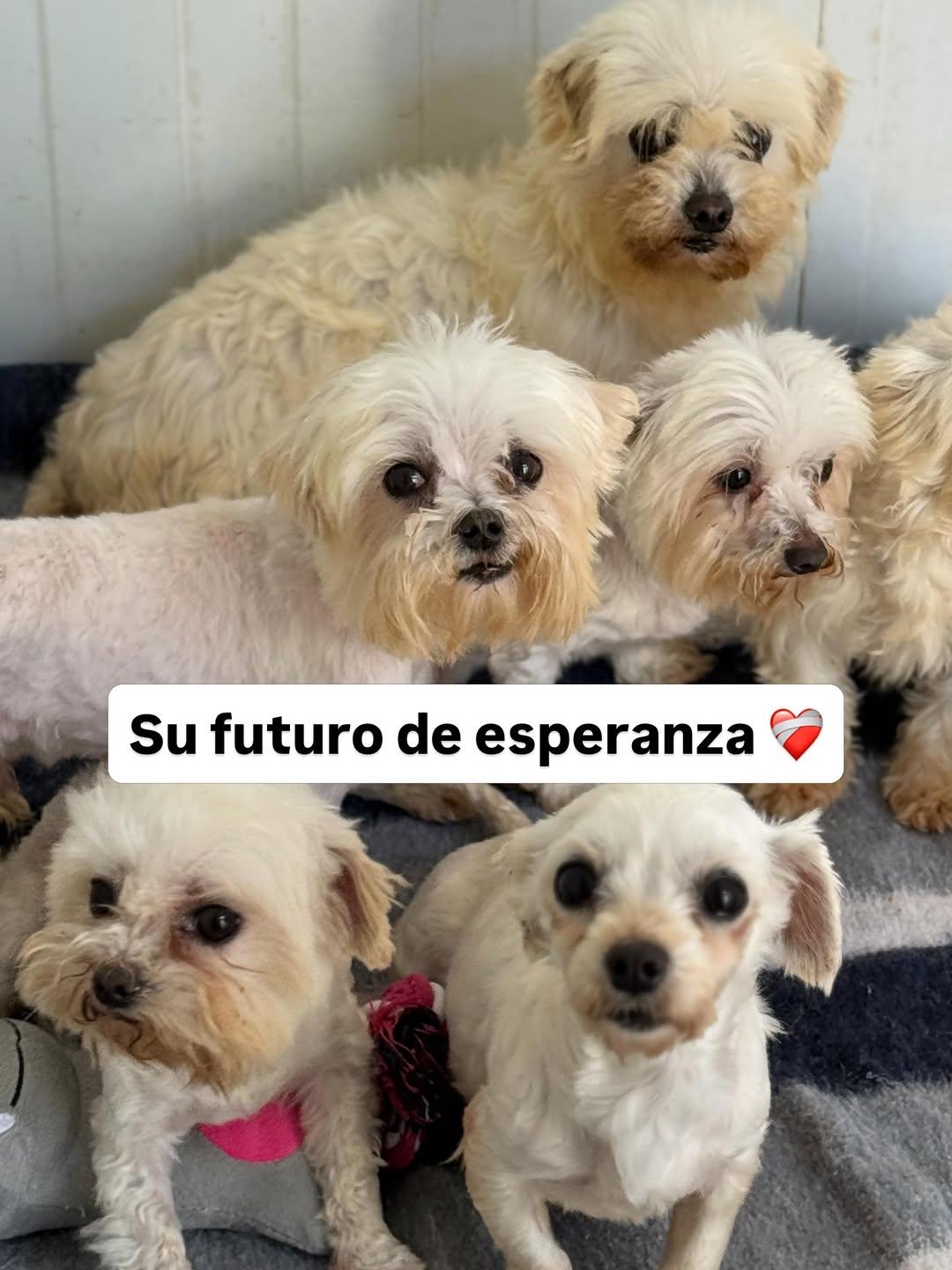 2 animalitos (7/13)
