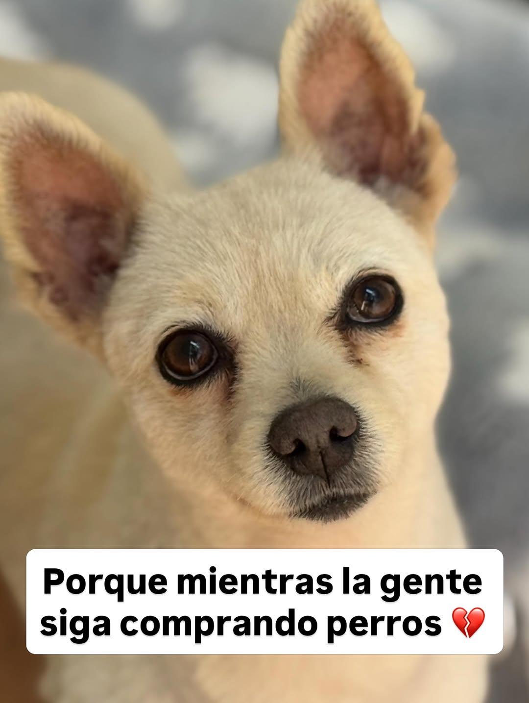 2 animalitos (8/13)