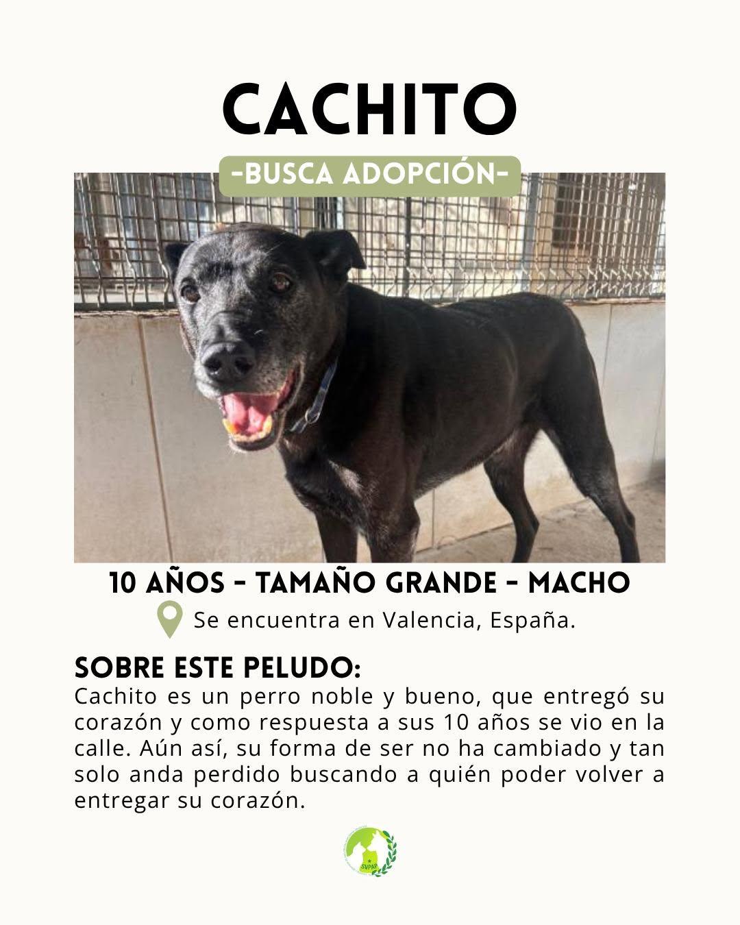 Cachito (2/4)