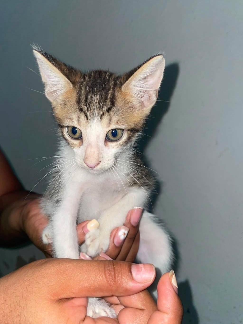 2 animalitos (1/2)