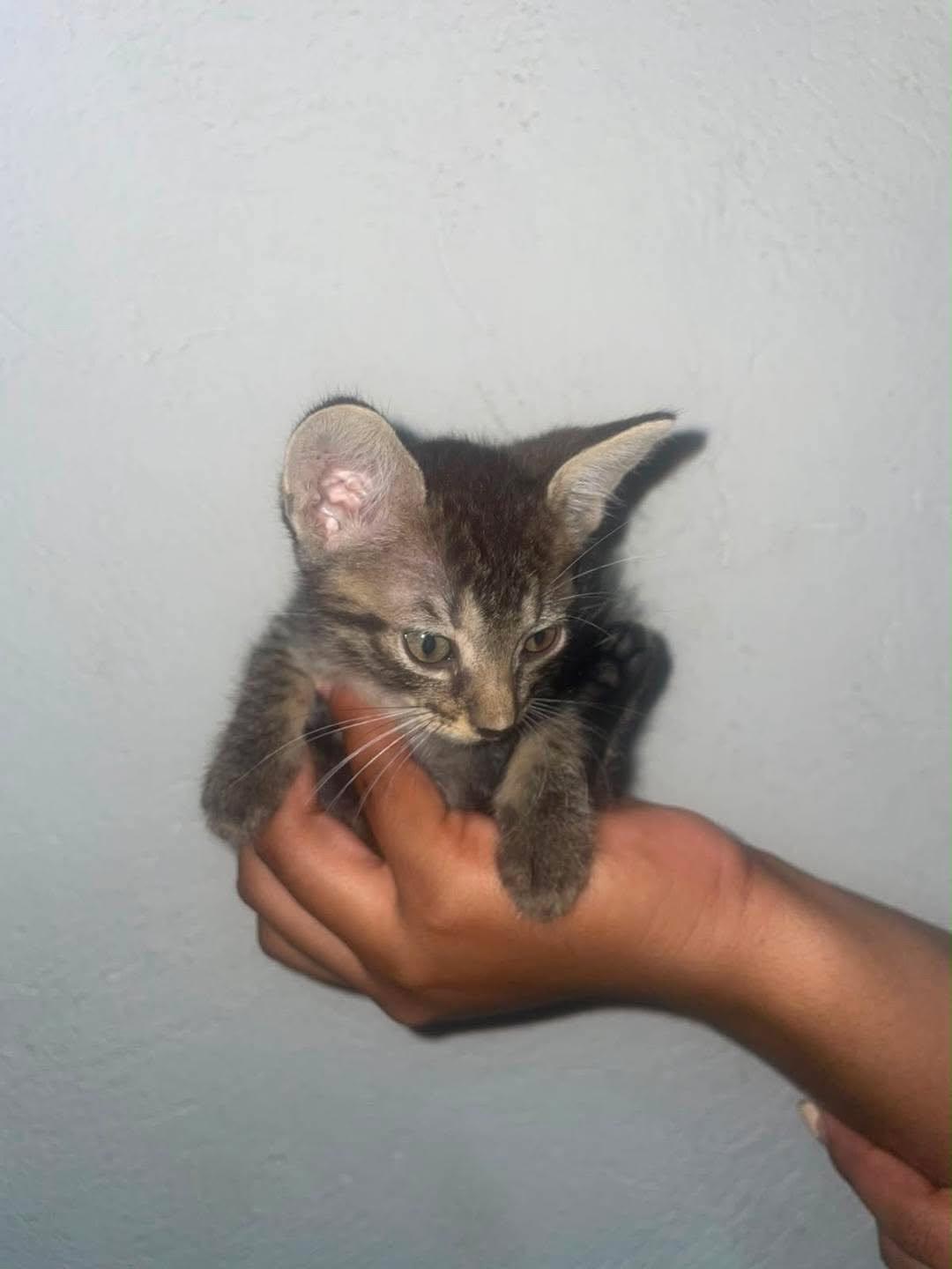 2 animalitos (2/2)