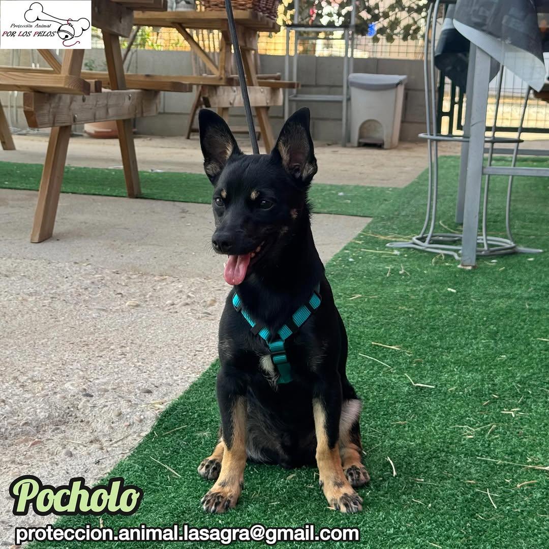 Pocholo (1/9)