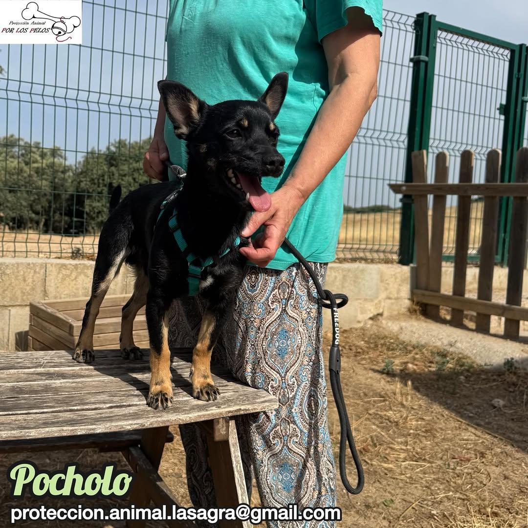 Pocholo (2/9)