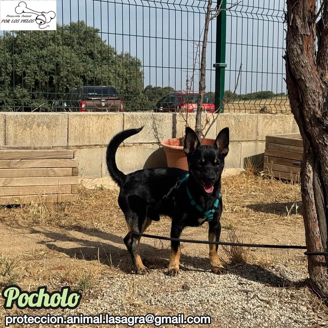 Pocholo (4/9)